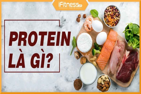 Protein là gì? Tác dụng phân loại protein với sức khỏe